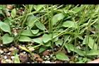 瓶爾小草30.JPG