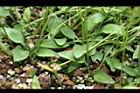 瓶爾小草32.JPG