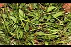 瓶爾小草43.JPG