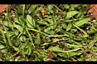 瓶爾小草44.JPG