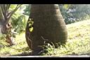 甘藍椰子-莖基04.JPG