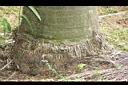 甘藍椰子-莖基13.JPG
