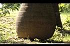 甘藍椰子-莖基06.JPG