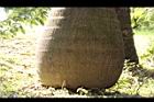 甘藍椰子-莖基07.JPG