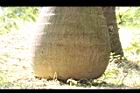 甘藍椰子-莖基08.JPG
