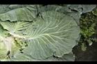 甘藍-葉內00.JPG