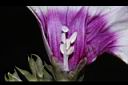 甘薯-花蕊01.JPG