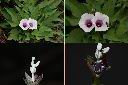 甘藷-花.jpg