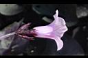 甘藷-花側00.jpg