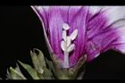 甘薯-花蕊00.JPG