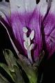 甘薯-花蕊05.JPG