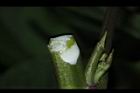 甘薯-莖汁01.JPG