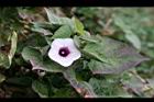 甘藷-花01.jpg