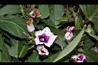 甘藷-花03.JPG