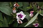 甘藷-花04.JPG