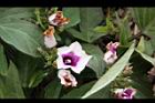 甘藷-花05.JPG