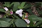 甘藷-花06.JPG