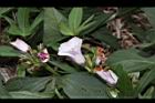 甘藷-花07.JPG