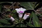 甘藷-花08.JPG