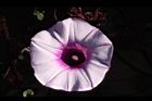 甘藷-花20.jpg