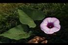 甘藷-花25.JPG