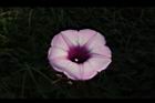 甘藷-花26.JPG