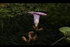 甘藷-花29.JPG