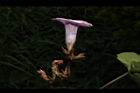甘藷-花30.JPG