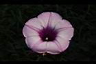 甘藷-花31.JPG