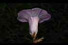 甘藷-花32.JPG