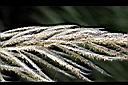 甜根子草-花0.jpg