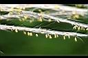 甜根子草-花2.jpg