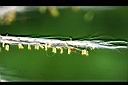 甜根子草-花3.jpg
