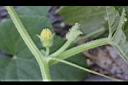甜瓜-花苞1.jpg