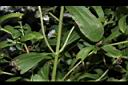 甜菊-小枝序00.JPG