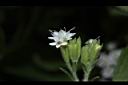 甜菊-花00.JPG