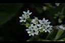 甜菊-花01.JPG