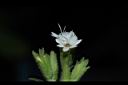 甜菊-花02.JPG