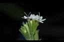 甜菊-花03.JPG