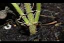 甜菊-莖01.JPG