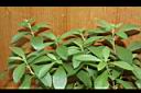 甜菊09.JPG