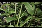 甜菊-小枝序01.JPG