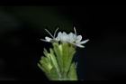 甜菊-花04.JPG