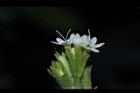 甜菊-花05.JPG