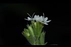 甜菊-花07.JPG
