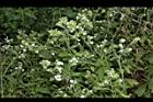 甜菊-花序01.JPG