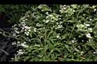 甜菊-花序02.JPG