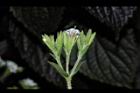 甜菊-花序12.JPG