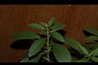 甜菊16.JPG