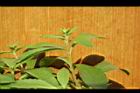 甜菊17.JPG